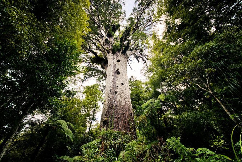 Kauri-Museum