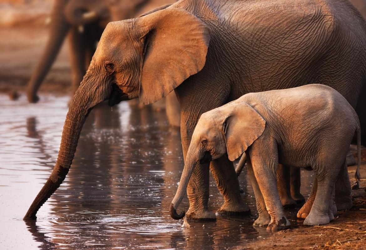 Addo Elephant National Park