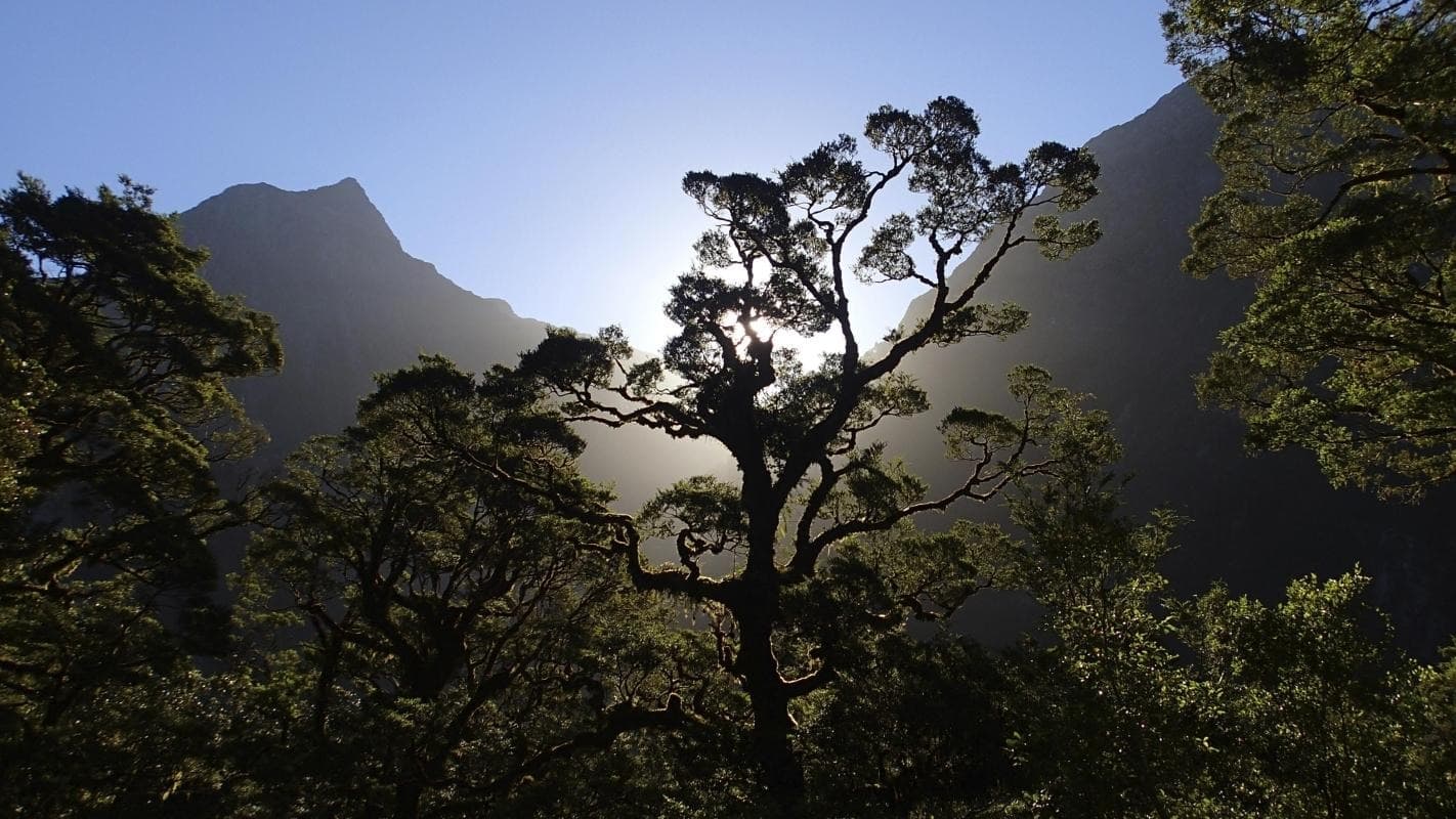 Milford Track