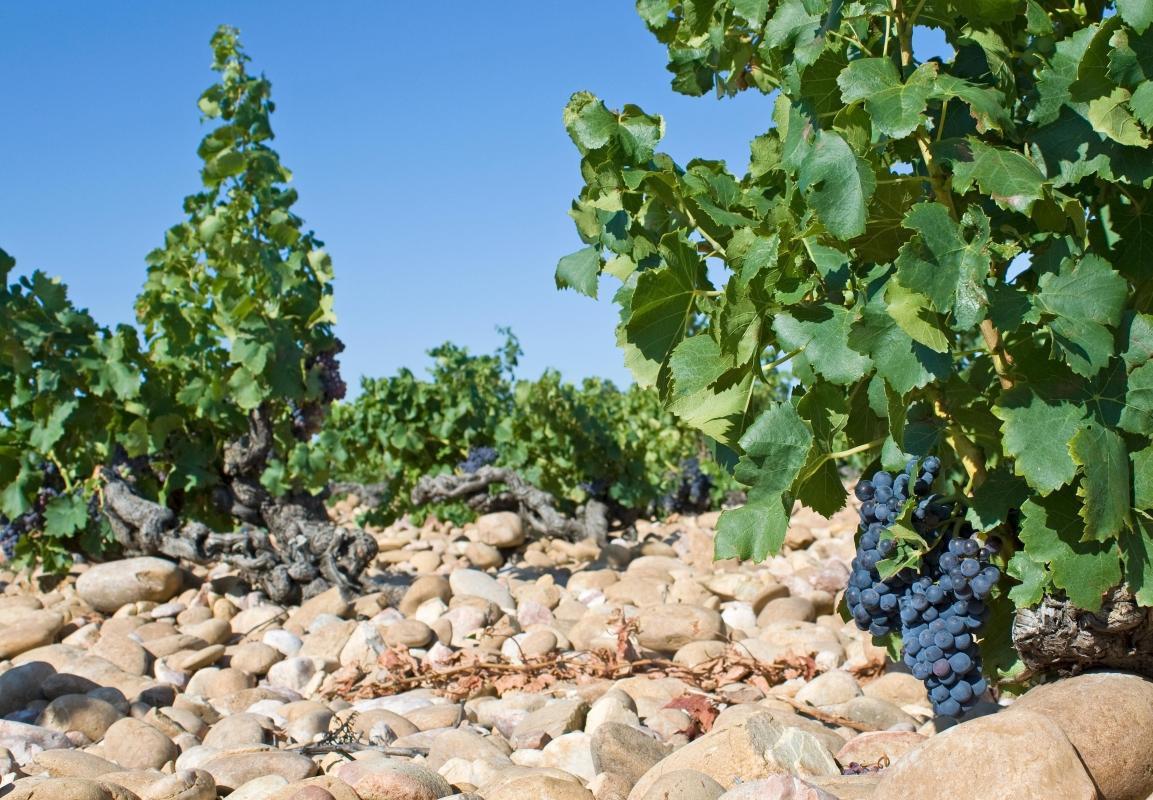 Châteauneuf-du-Pape