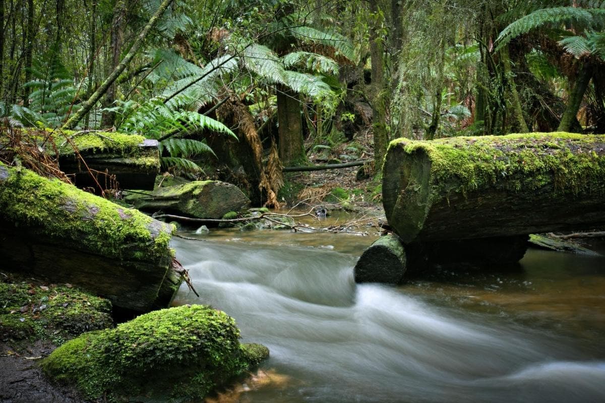 Mount Field Nationalpark