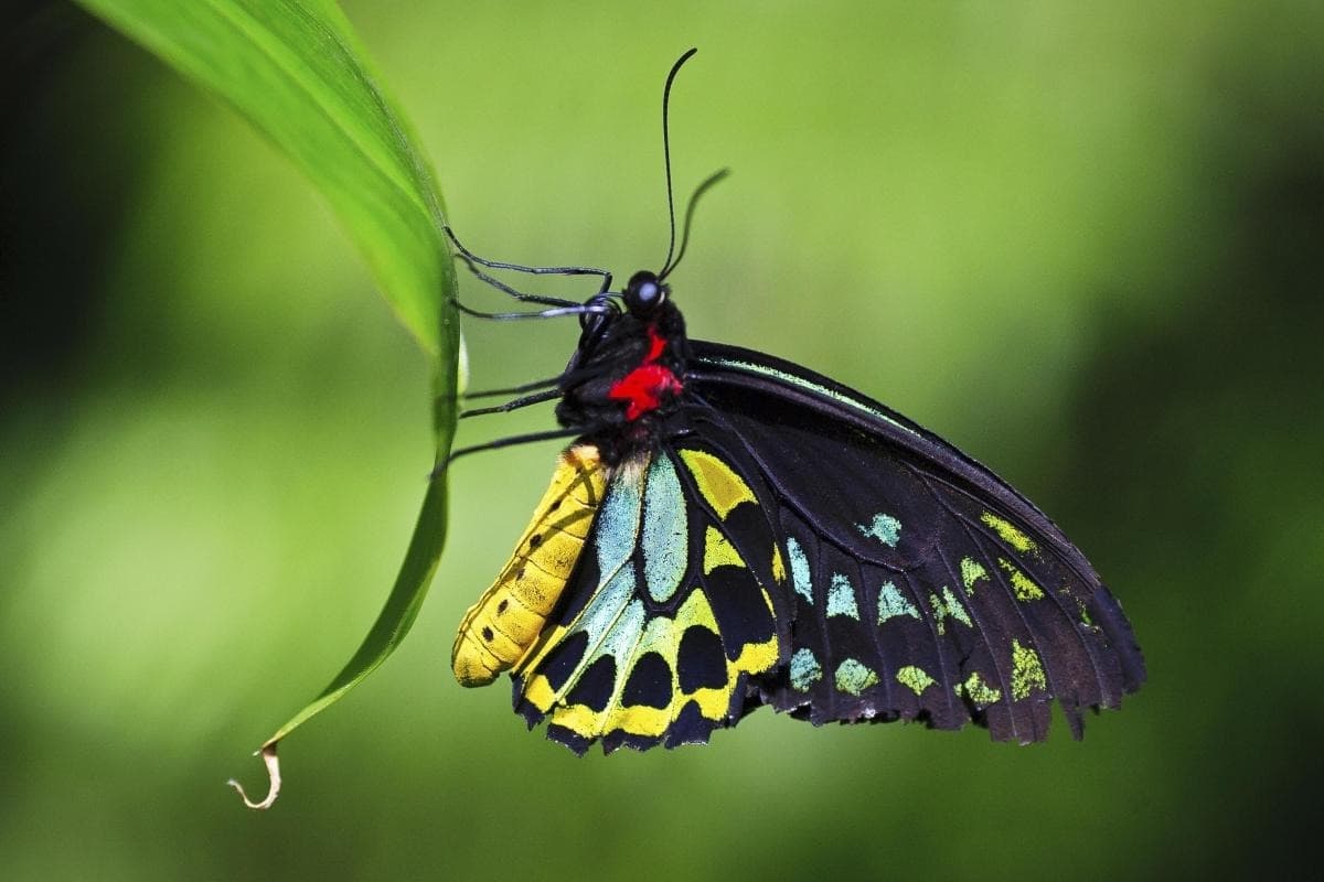 Australian Butterfly Sanctuary