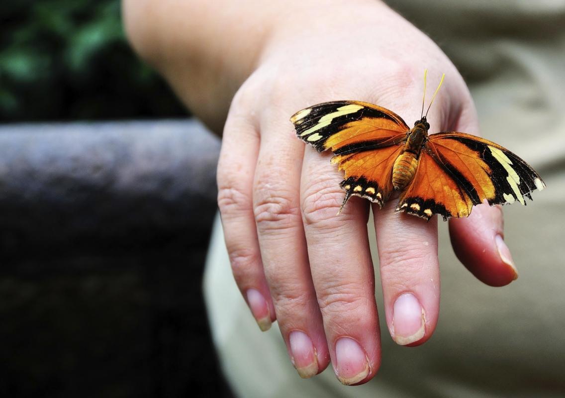 Monteverde Butterfly Gardens