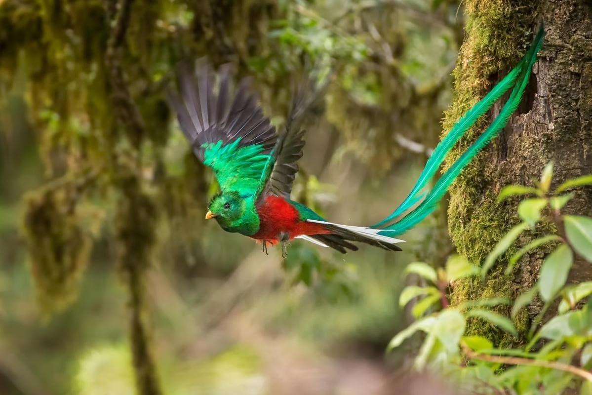 Biotopo del Quetzal