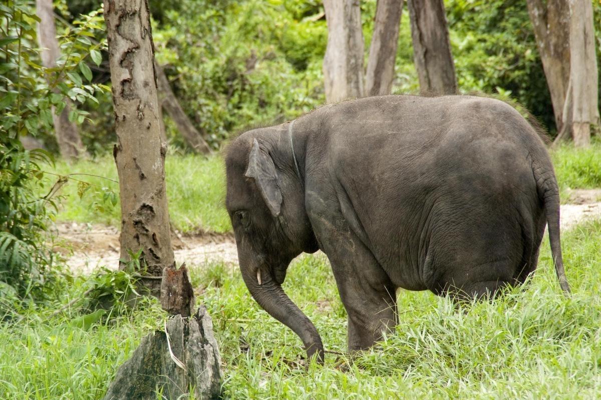 Kuala Gandah Elephant Sanctuary (National Elephant Conservation Centre)