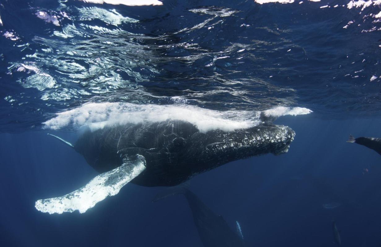 Whale Museum and Nature Center (Museo de la Ballena)