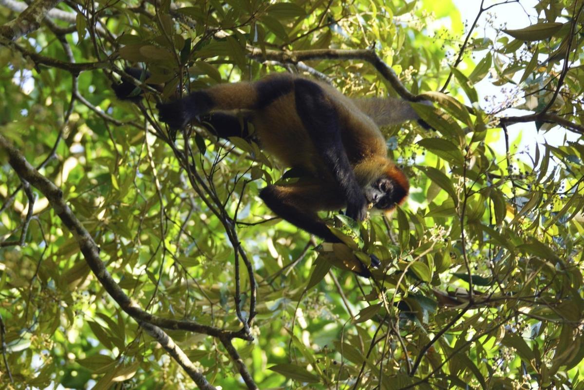 Caño Negro Wildlife Refuge (Refugio Nacional de Vida Silvestre Mixto Caño Negro)