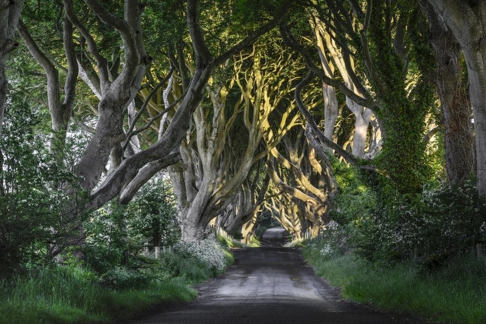 Dark Hedges