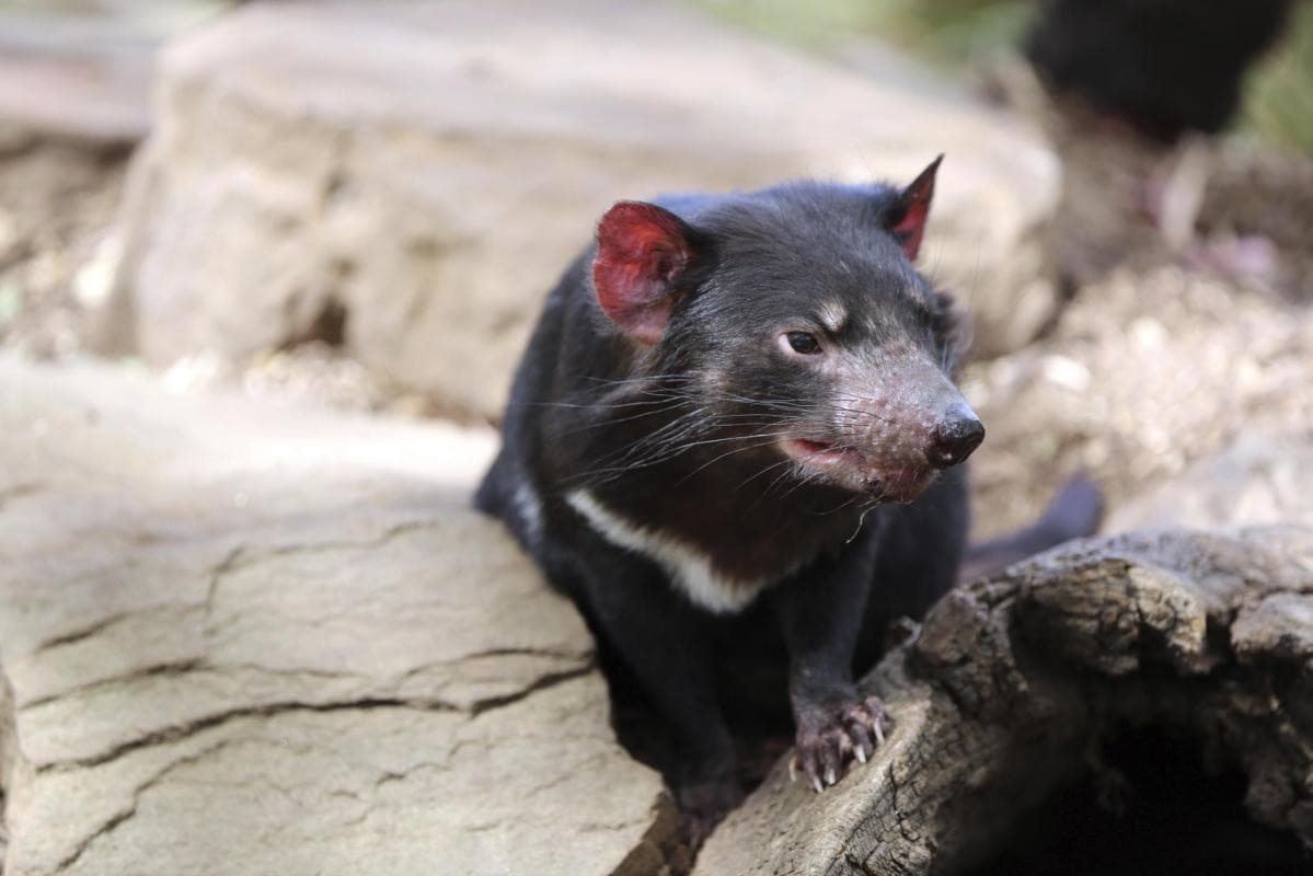 Tasmanischer Teufel Unzoo (Taranna Wildlife Park)