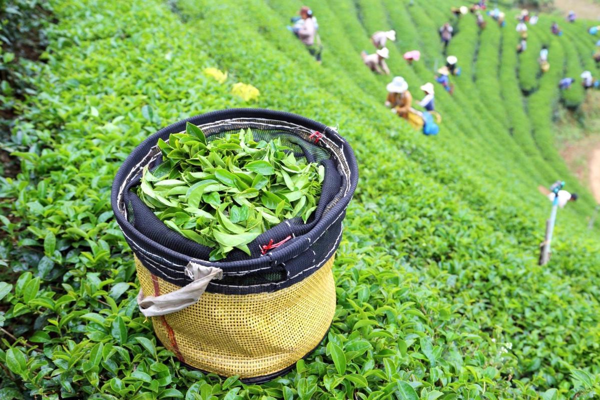 Gunung Mas Tea Gardens (Perkebunan Teh Gunung Mas)