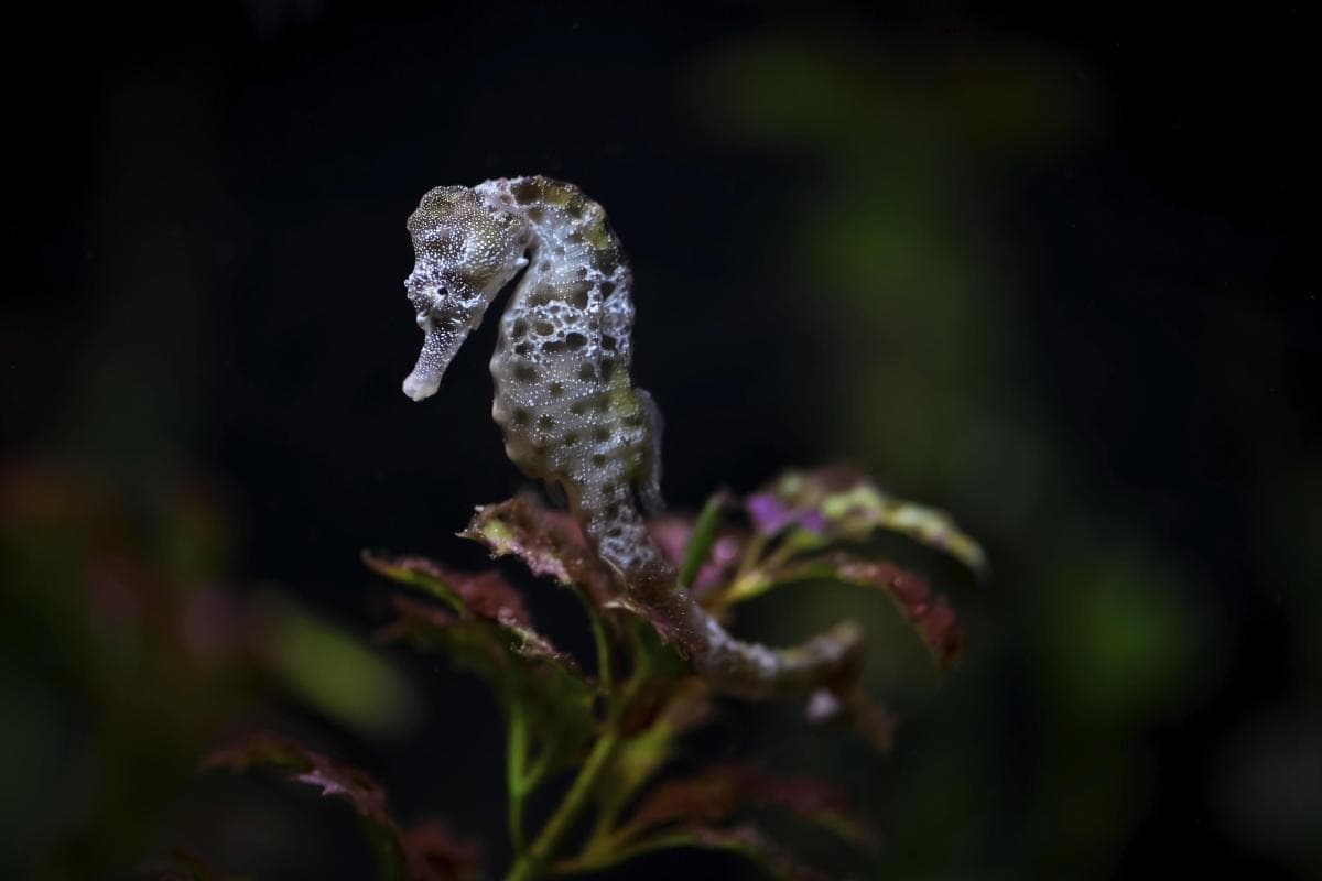 Seahorse World