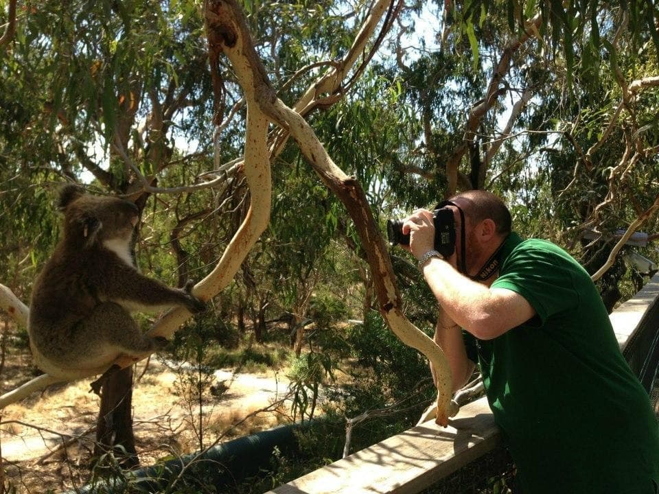 Koala-Reservat (Koala-Schutzzentrum)