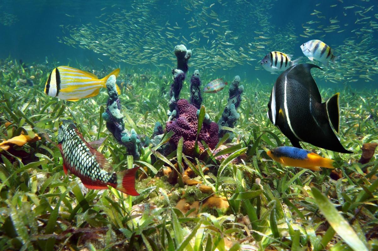 Florida Keys National Marine Sanctuary