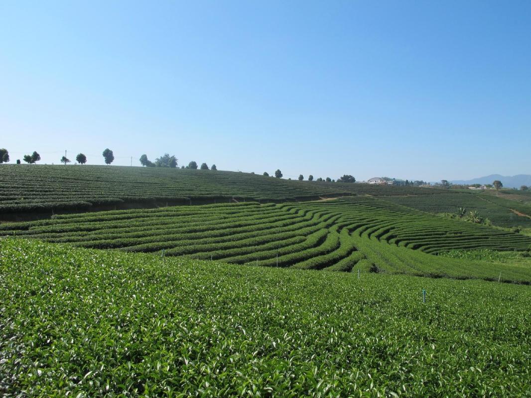 Choui Fong Tea Plantation