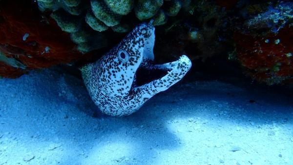 Paradise Reef (Paraíso Reef)