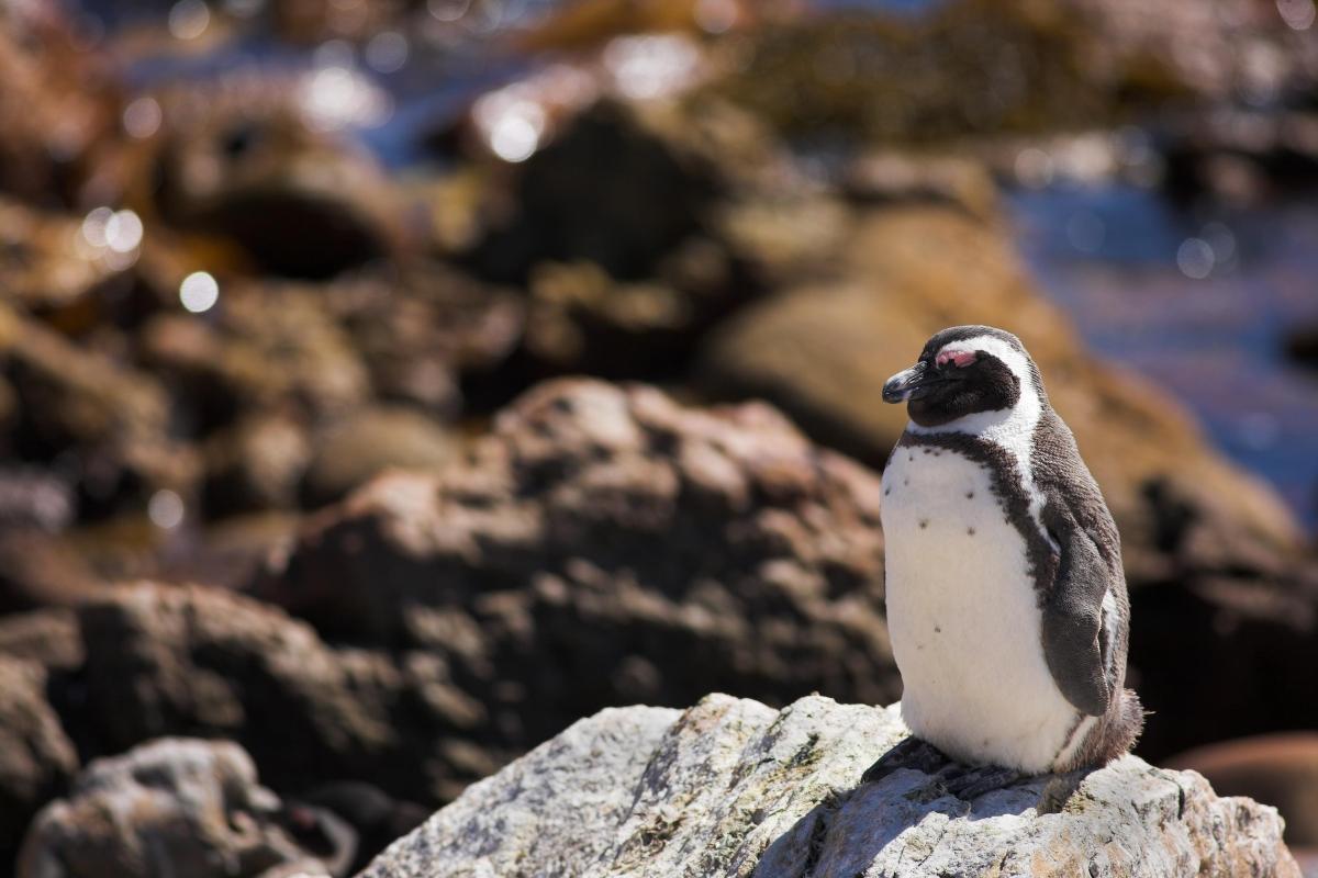 Stony Point Penguin Colony