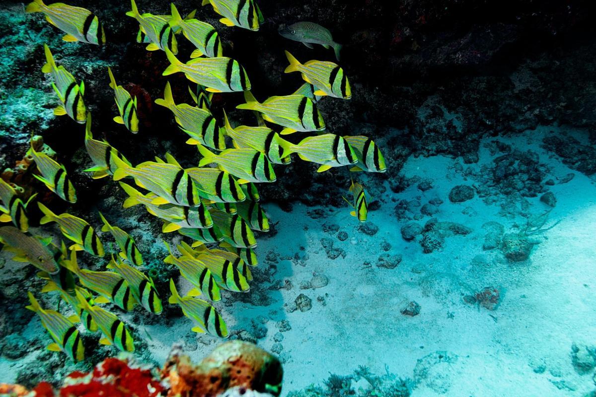 Cozumel Reefs National Marine Park