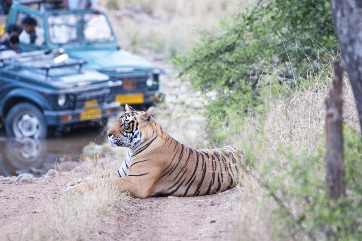 Ranthambore National Park