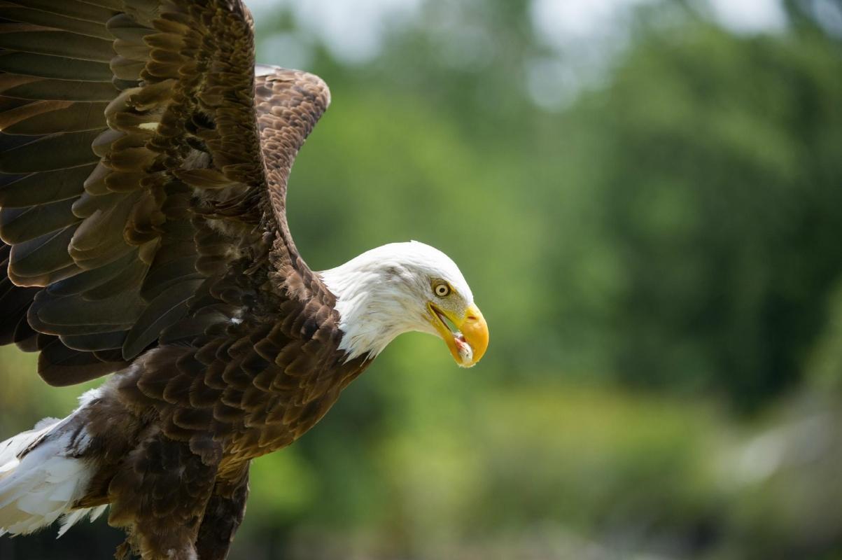 Center for Birds of Prey