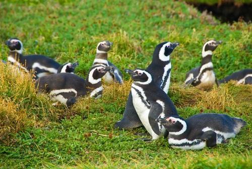 Penguin Colony of Otway Sound (Seno Otway)