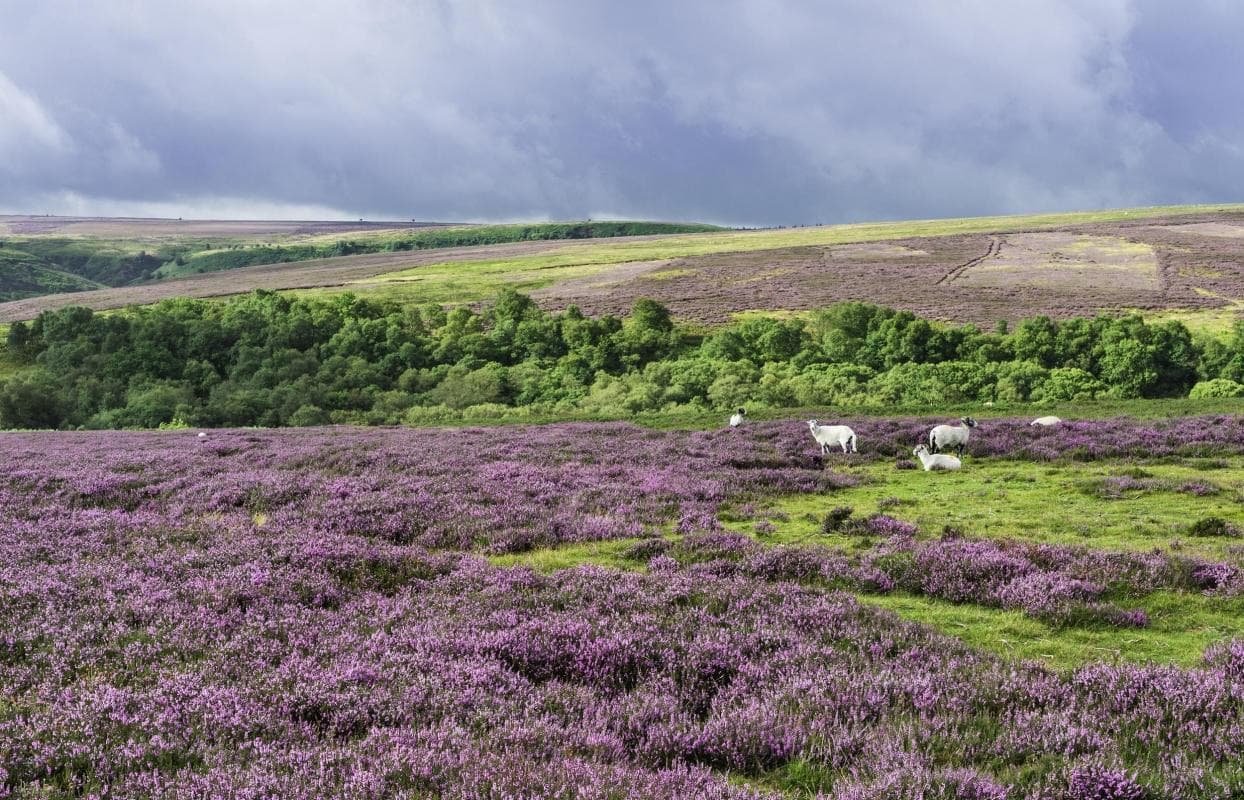 Nationalpark North York Moors