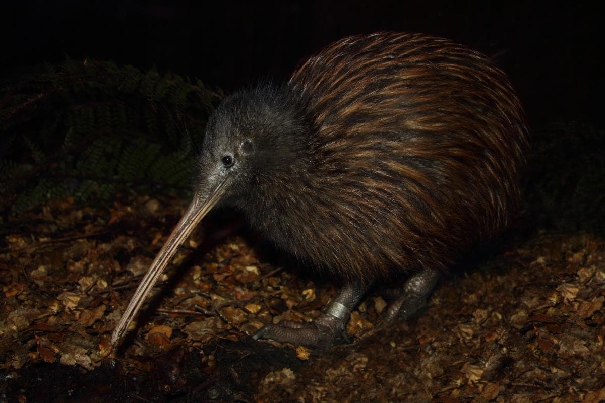 Kiwi-Vogelweltpark