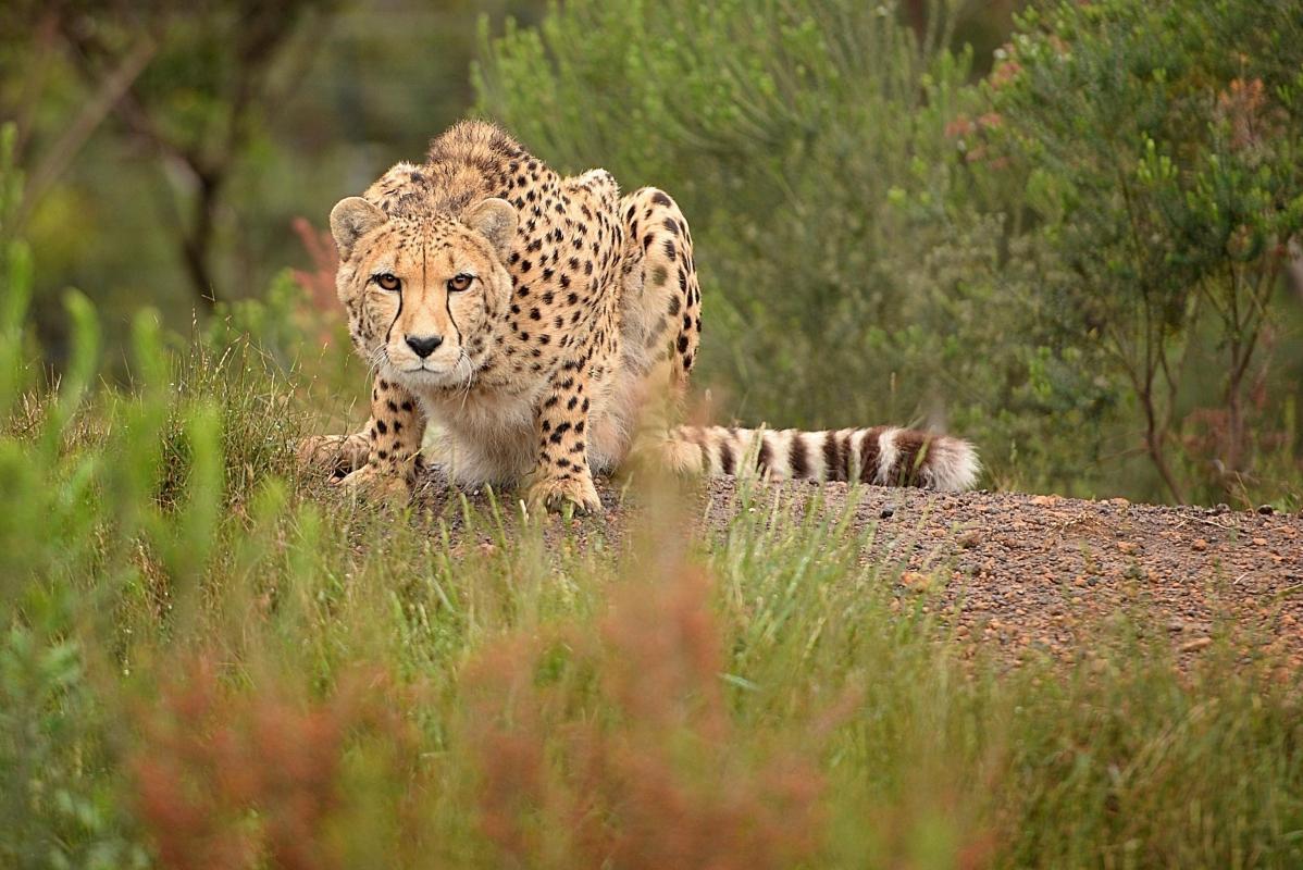 Tenikwa Wildlife Centre