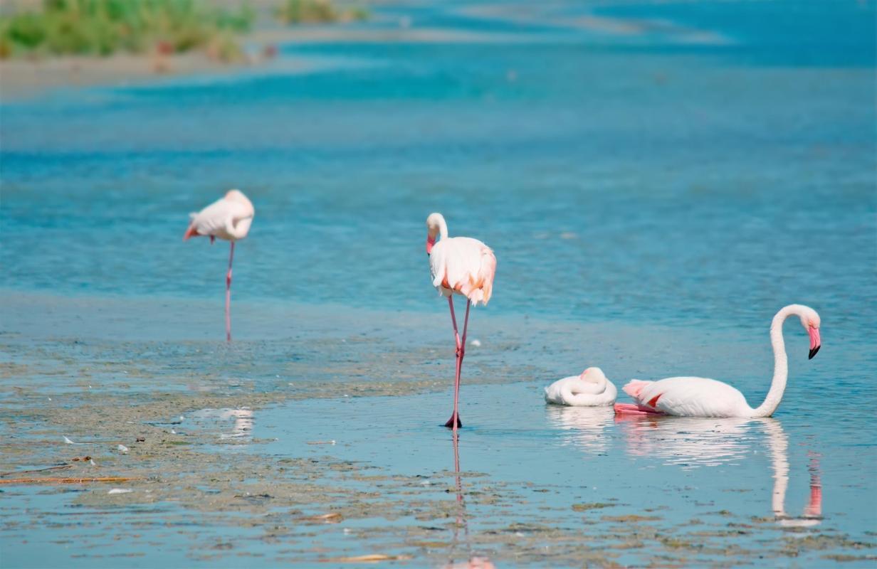 Molentargius - Saline Regional Park (Parco Naturale Regionale Molentargius - Saline)