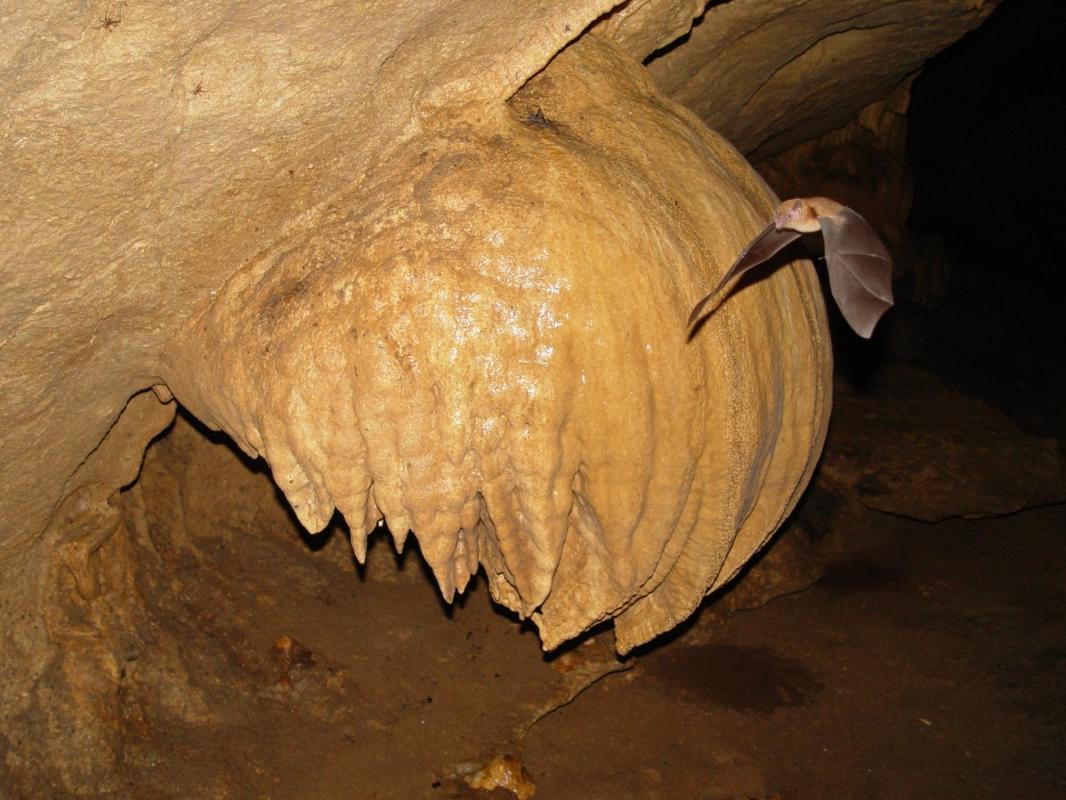 Venado Caves (Cavernas de Venado)