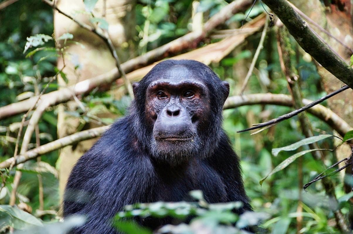 Udzungwa-Mountains-Nationalpark