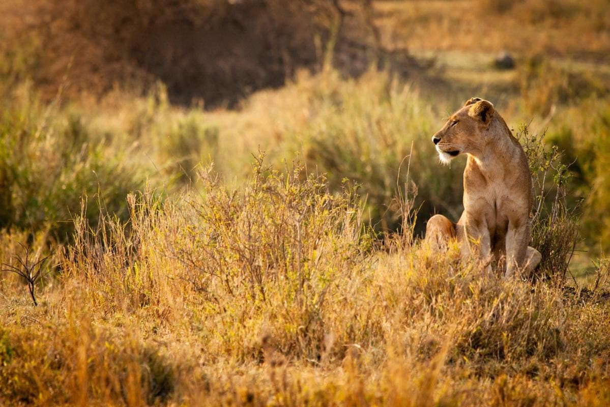 Mikumi National Park