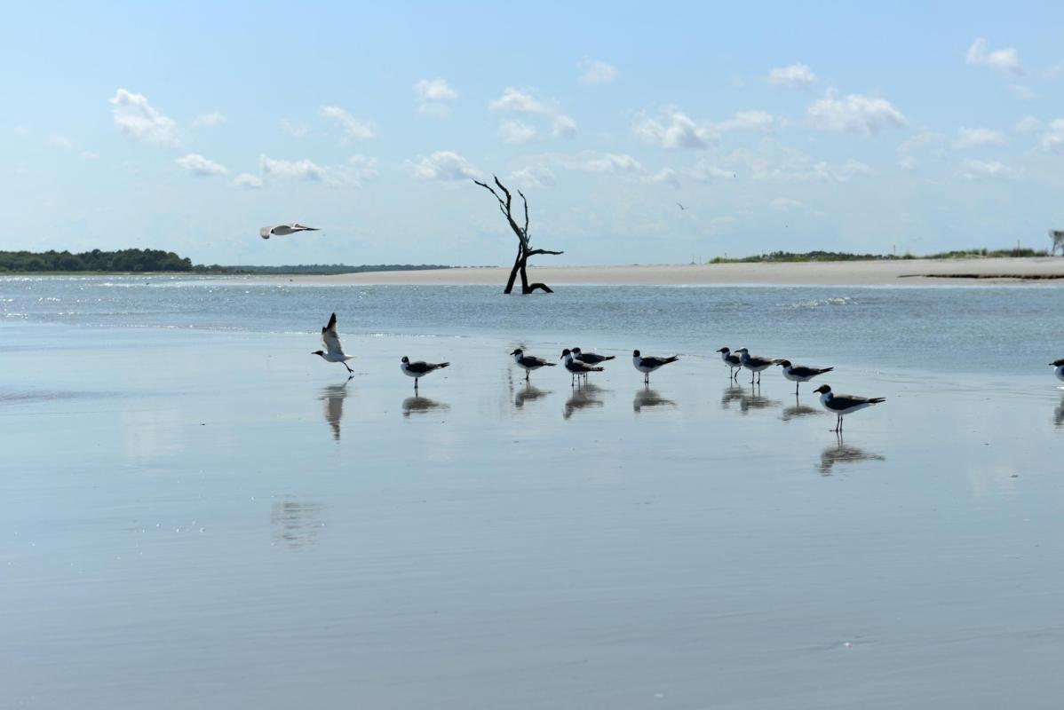 Folly Beach