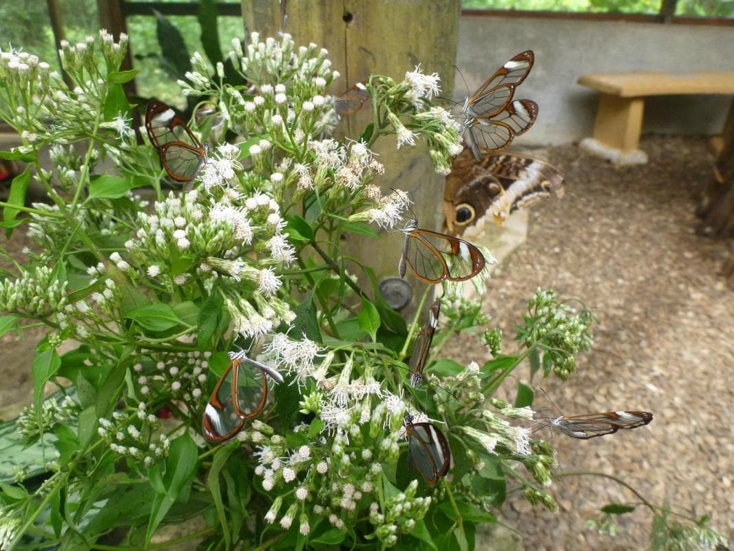 Green Hills Butterfly Ranch