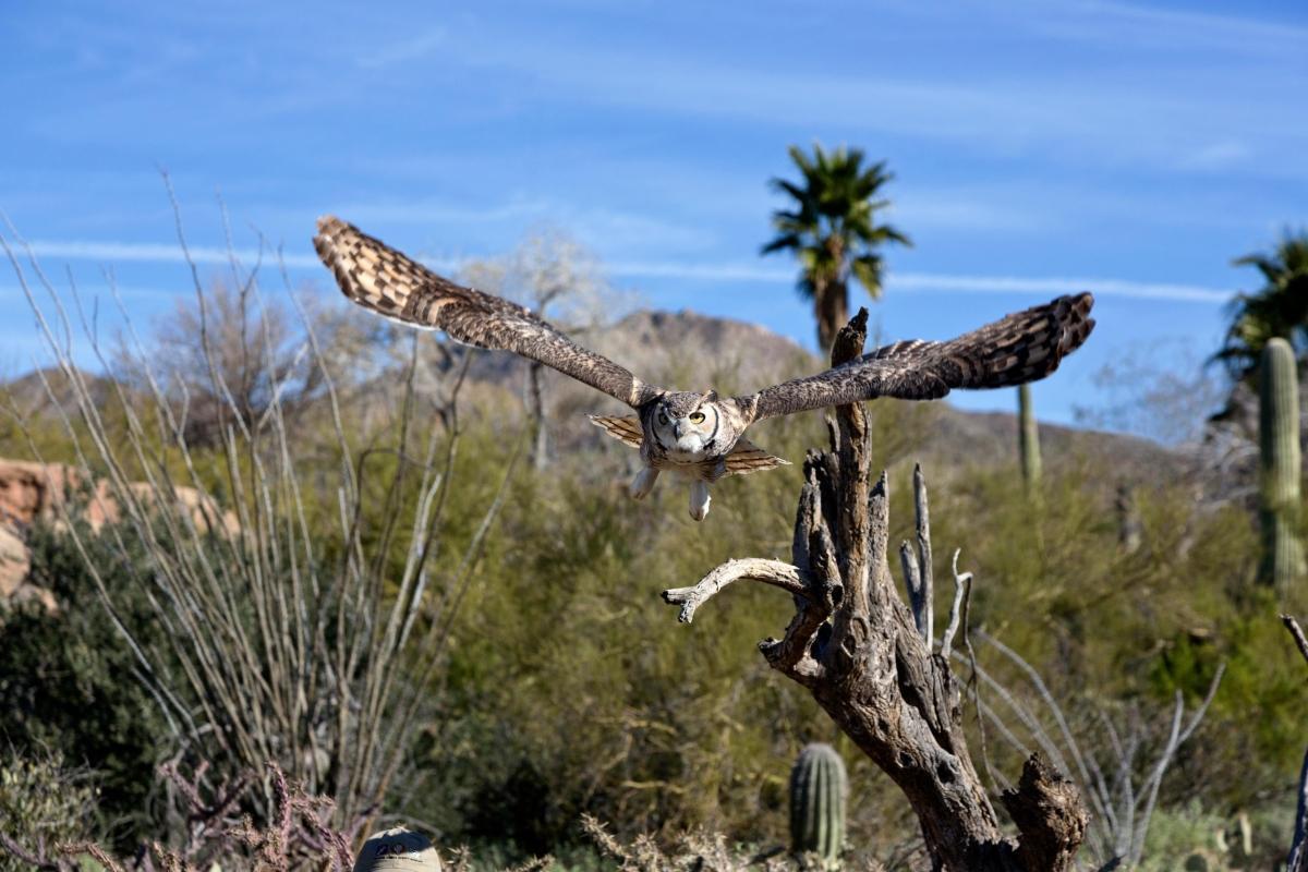 Arizona-Sonora Desert Museum