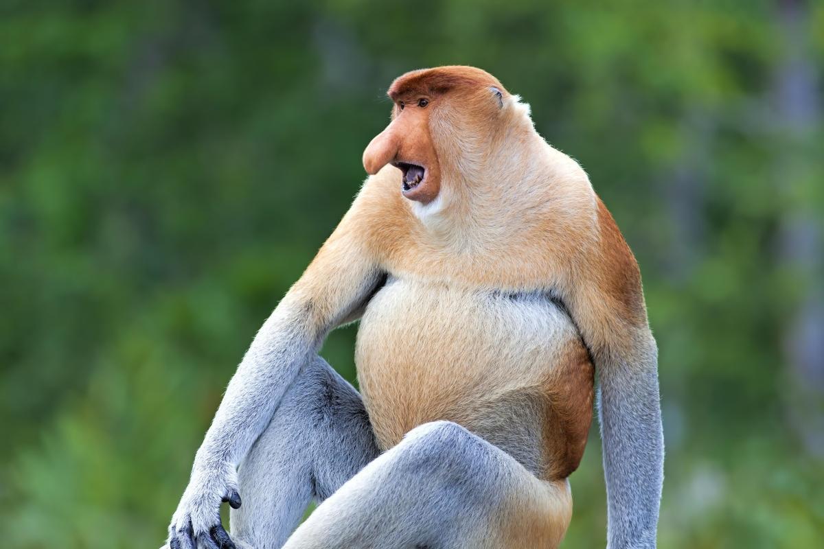 Labuk Bay Proboscis Monkey Sanctuary