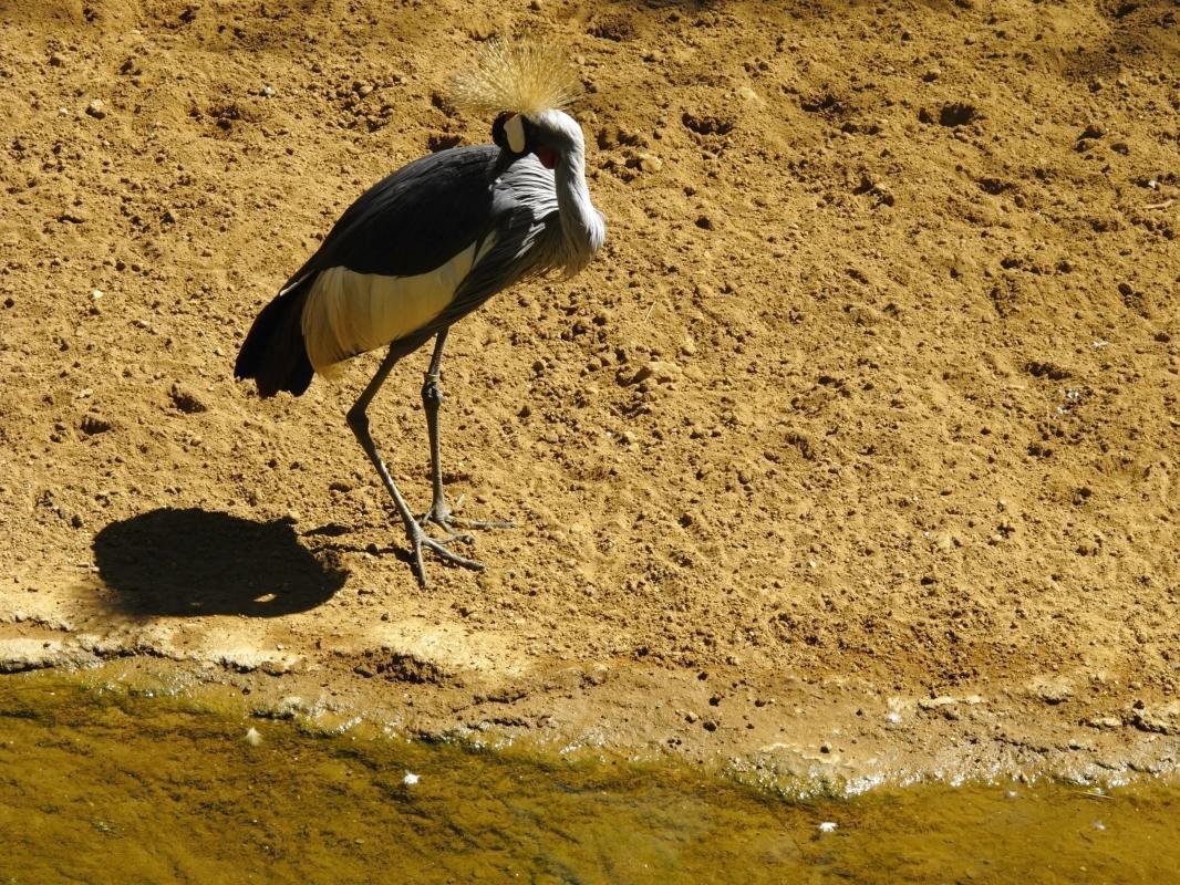 Bioparc Fuengirola