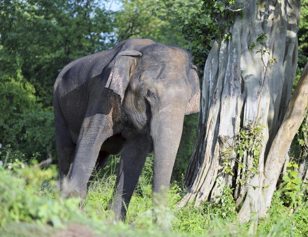 Udawalawe National Park