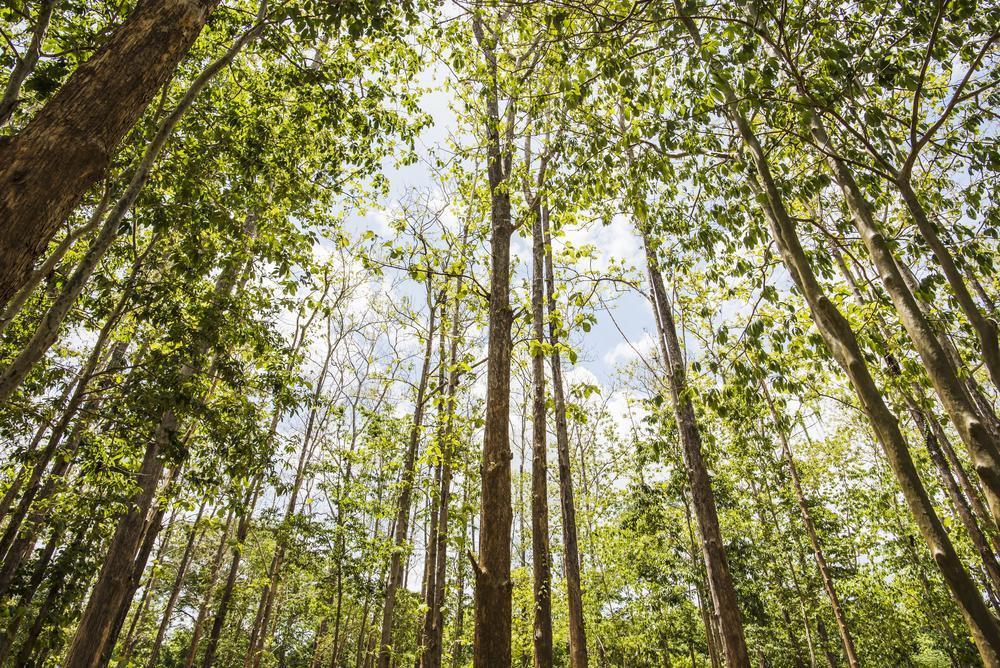 Sai Yok National Park