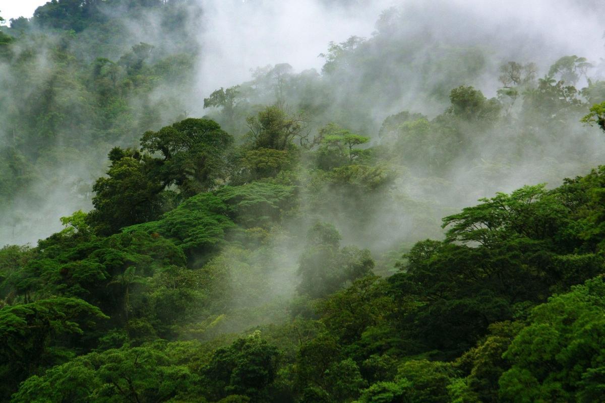 Children's Eternal Rainforest (Bosque Eterno de los Niños)