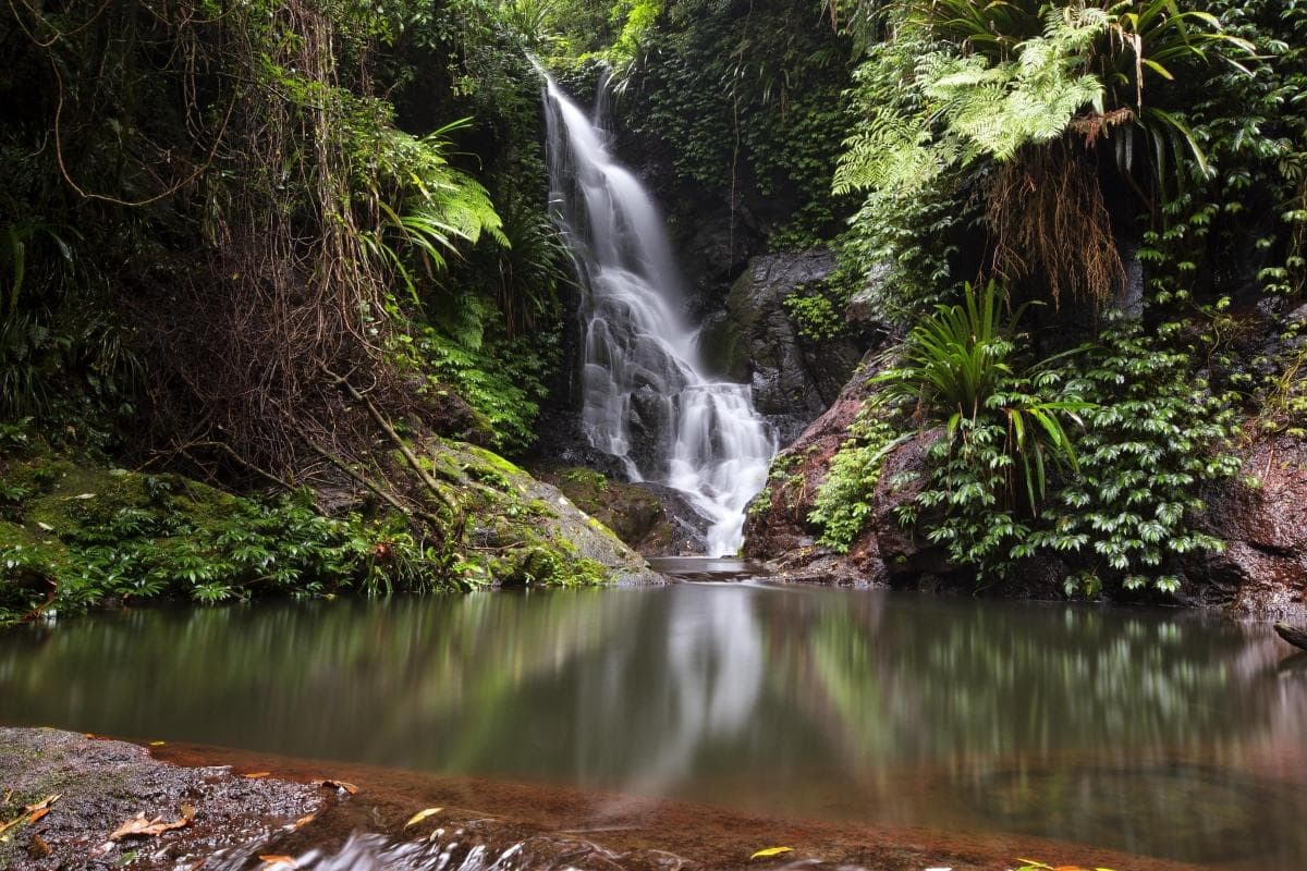 Gondwana Rainforests of Australia