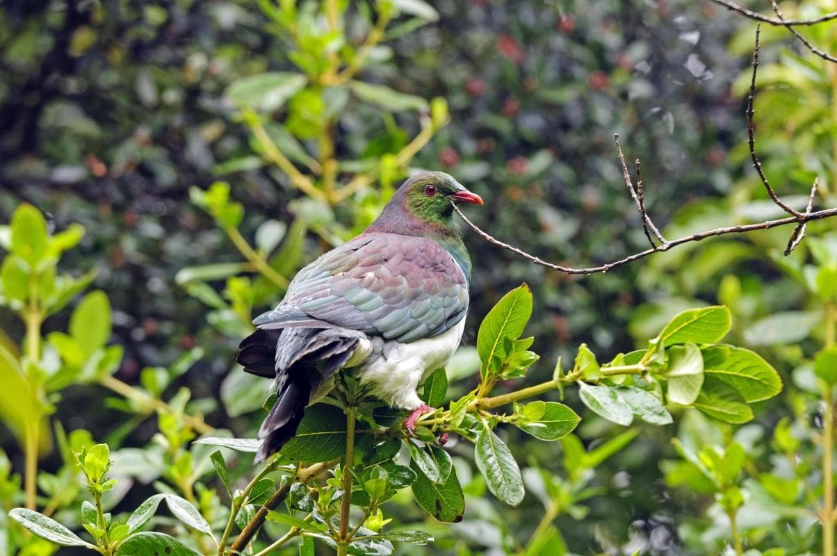 Ulva Island (Te Wharawhara)