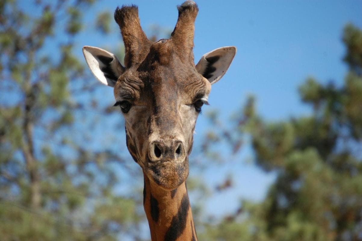 Badoca Safari Park