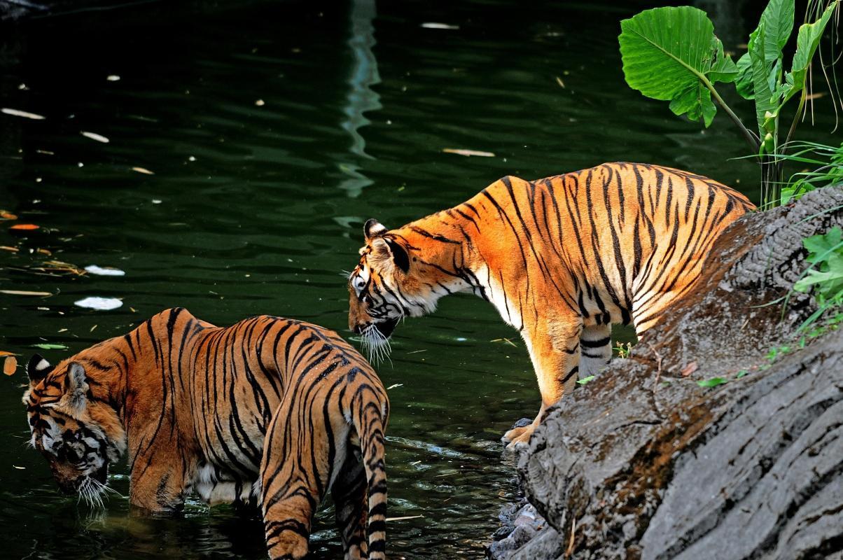 Taman Safari Bogor (Bogor Safari Park)