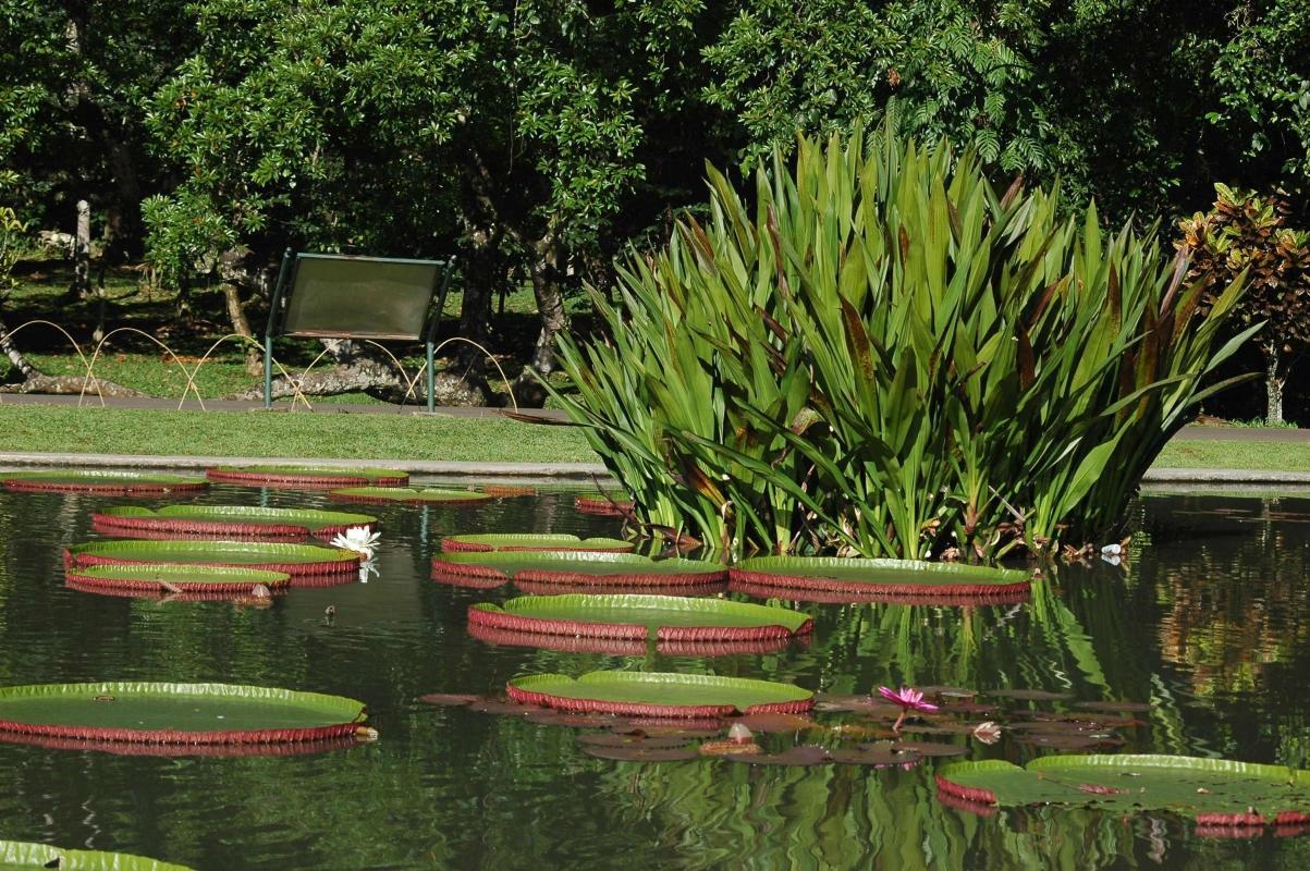 Bogor Botanical Gardens (Kebun Raya Bogor)