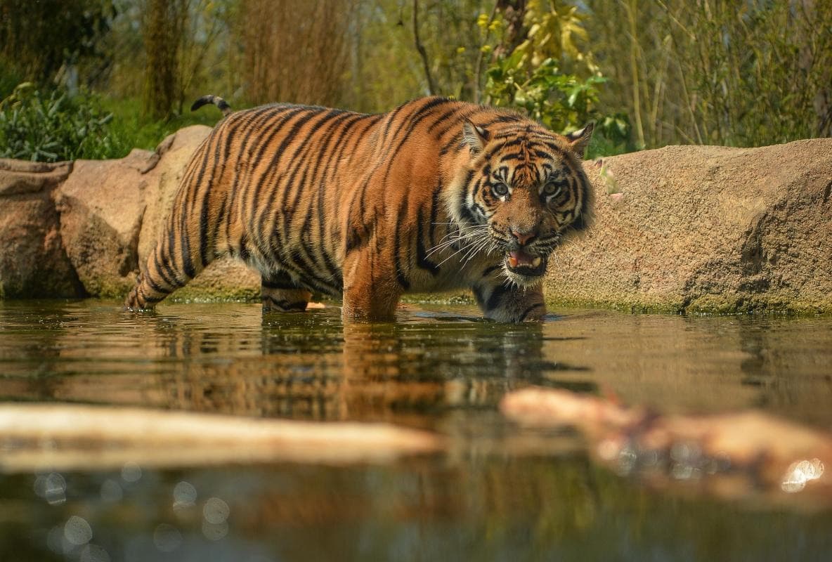 Chester Zoo