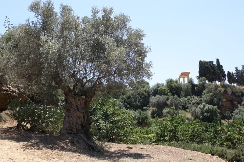 Kolymbetra Garden (Giardino della Kolymbethra)