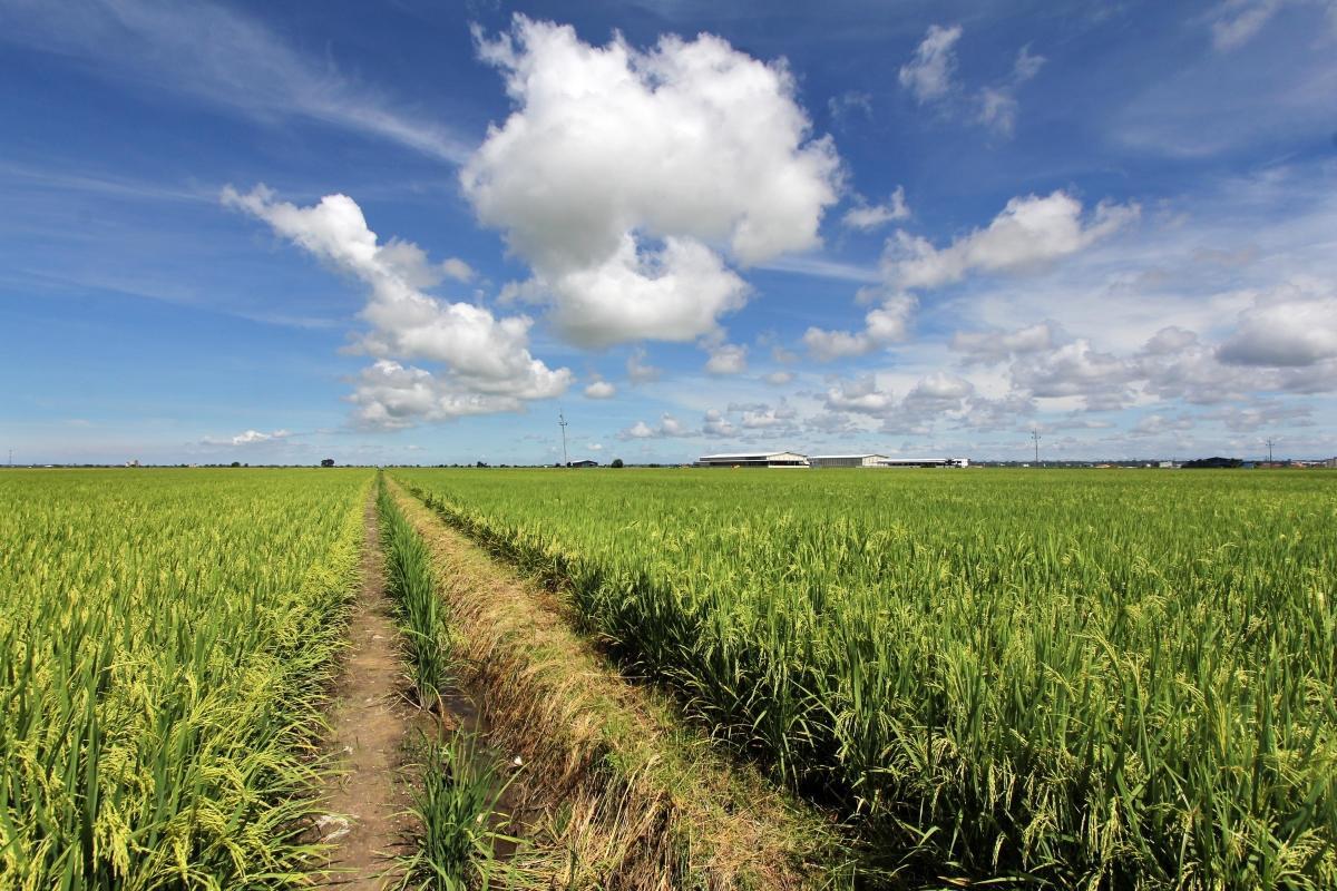 Sekinchan Paddy Fields (Sawah Padi Sekinchan)