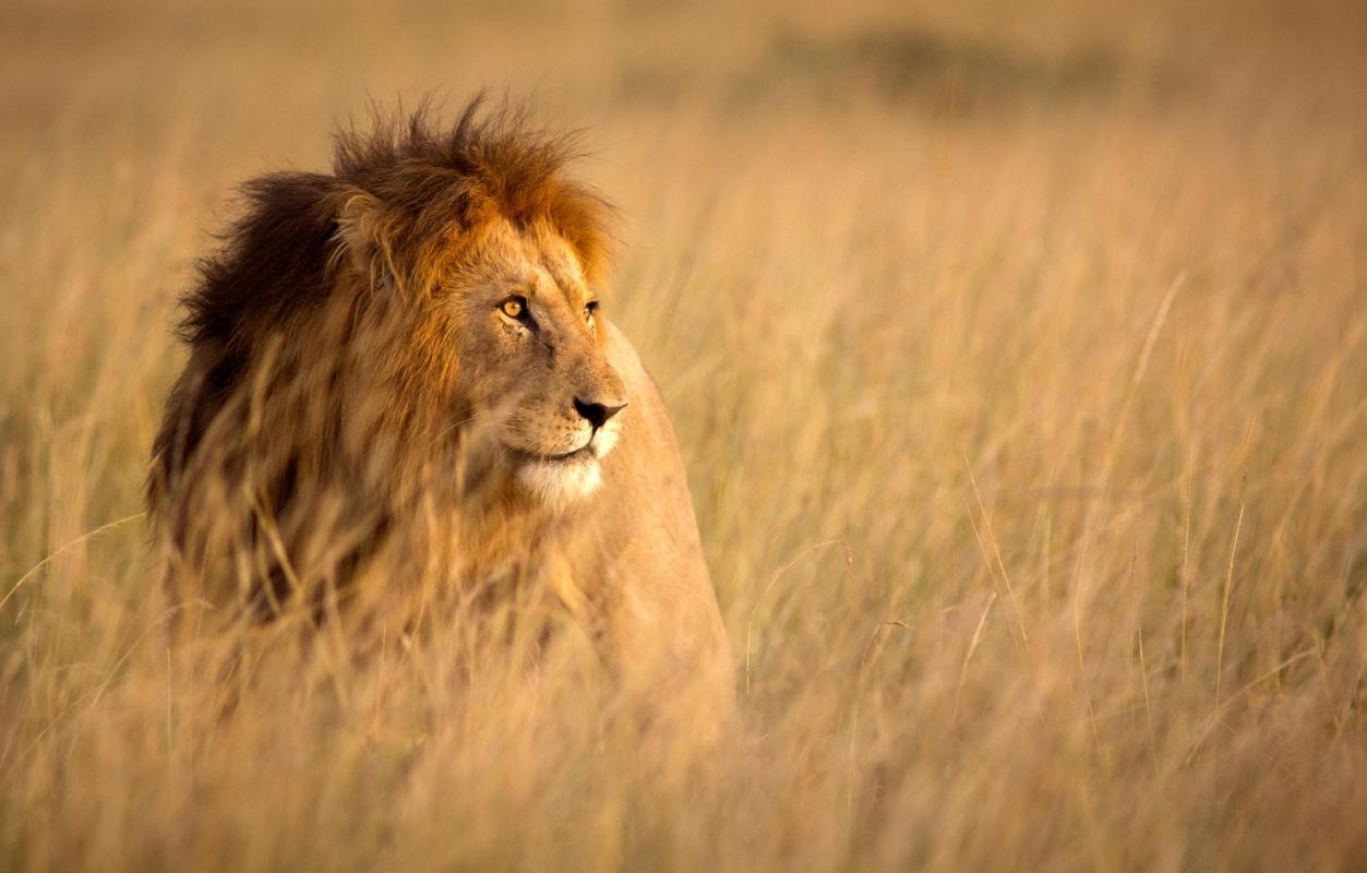 Rhino and Lion Nature Reserve