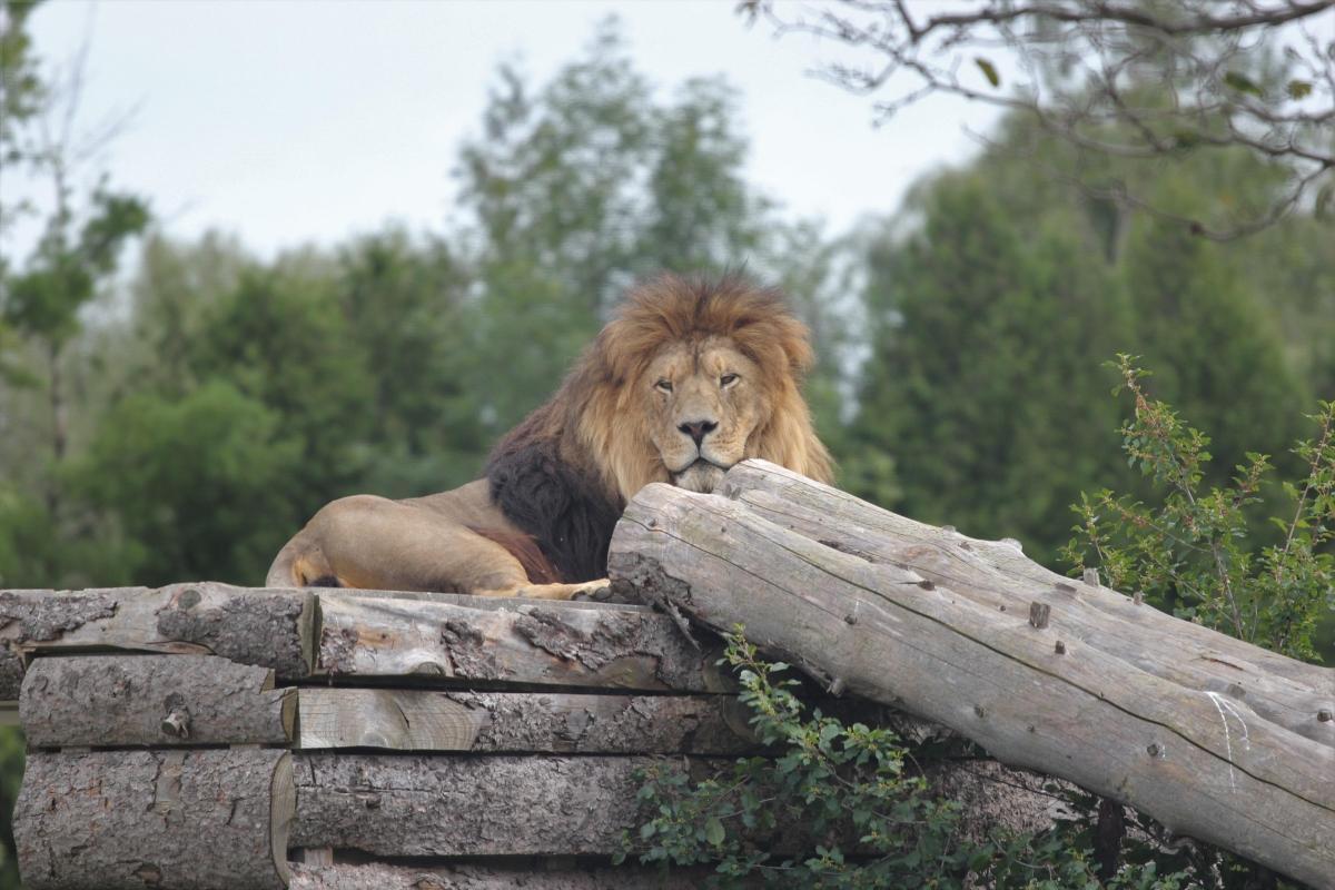 African Lion Safari