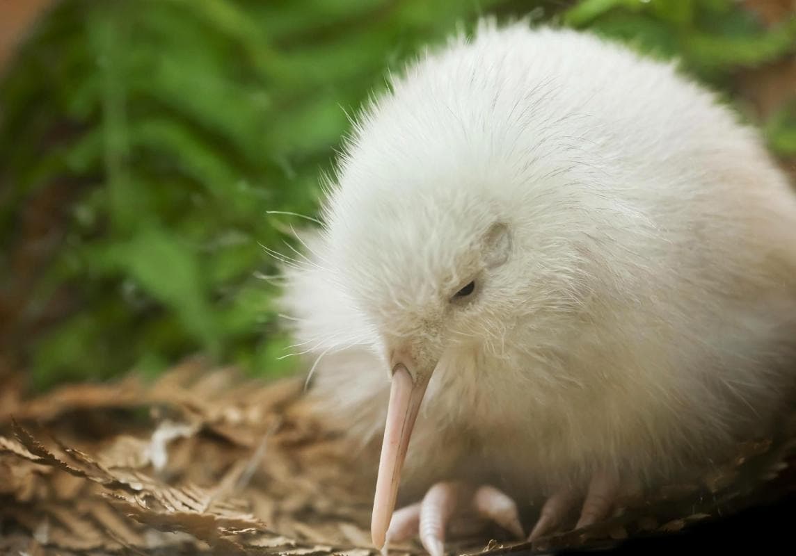 Pūkaha National Wildlife Centre